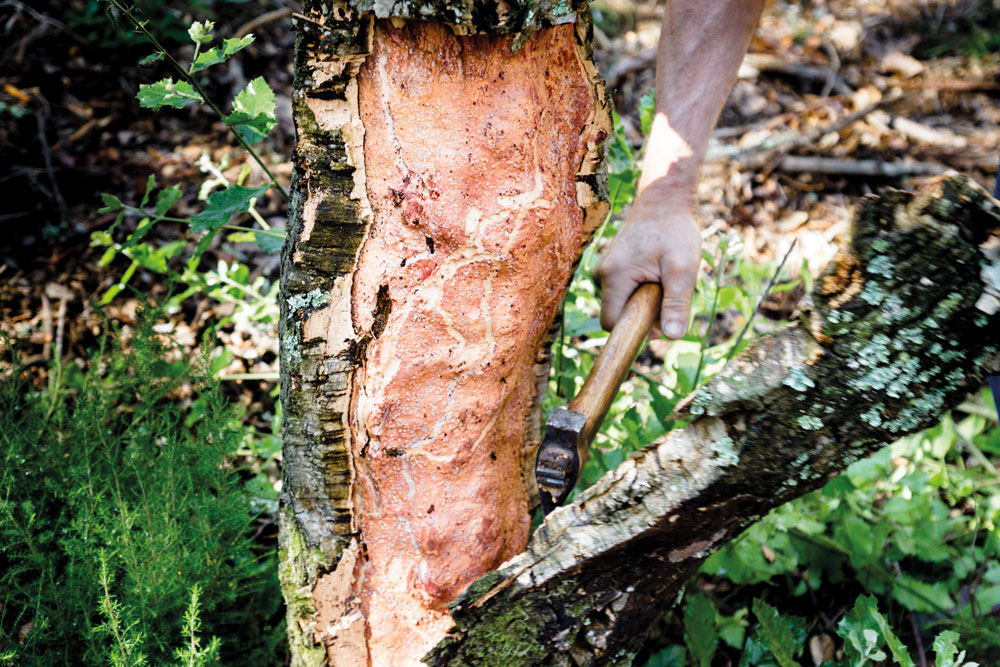 Cork is from trees native to our Empordà region Cork is from trees native to our Empordà region